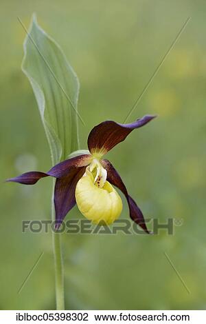 Stock Image - Yellow lady's slipper orchid (Cypripedium calceolus), Lower Saxony, Germany, Europe. Fotosearch
