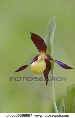 Stock Photo - Yellow lady's slipper orchid (Cypripedium calceolus), Lower Saxony, Germany, Europe. Fotosearch