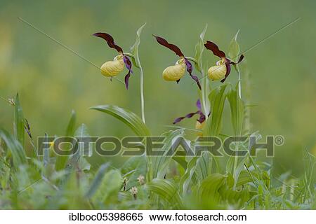 Stock Photography - Yellow lady's slipper orchid (Cypripedium calceolus), Lower Saxony, Germany, Europe. Fotosearch