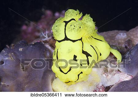 Yellow neon star snail, Notodoris minor, Florida Islands, Solomon Islands, Oceania View Large Photo Image Stock Image - Yellow neon star snail, Notodoris minor, Florida Islands, Solomon Islands, Oceania. Fotosearch