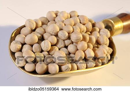 Yellow peas (Pisum sativum), pea, yellow peas View Large Photo Image Picture - Yellow peas (Pisum sativum), pea, yellow peas. Fotosearch