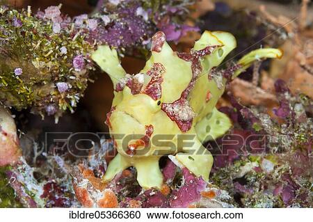 Stock Image - Yellow round-spotted frogfish (Antennarius pictus), Marovo Lagoon, Solomon Islands, Oceania. Fotosearch