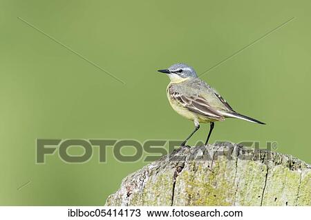 Yellow wagtail (Motacilla flava), female, Ochsenmoor, Lower Saxony, Germany, Europe View Large Photo Image Stock Image - Yellow wagtail (Motacilla flava), female, Ochsenmoor, Lower Saxony, Germany, Europe. Fotosearch