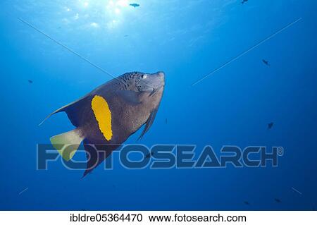 Stock Image - Yellowbar Angelfish (Pomacanthus maculosus), St. Johns, Red Sea, Egypt, Africa. Fotosearch