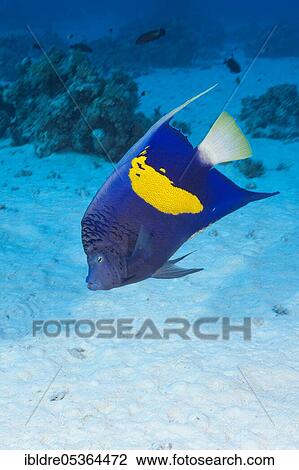 Stock Image - Yellowbar Angelfish (Pomacanthus maculosus), St. Johns, Red Sea, Egypt, Africa. Fotosearch
