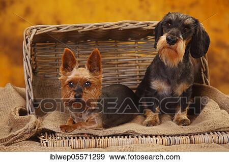 Yorkshire Terrier and Little Grey-haired Dachshund lying next to each other View Large Photo Image Stock Photo - Yorkshire Terrier and Little Grey-haired Dachshund lying next to each other. Fotosearch