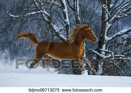 Young Arabian chestnut mare galloping through the snow, Austria, Europe View Large Photo Image Stock Image - Young Arabian chestnut mare galloping through the snow, Austria, Europe. Fotosearch