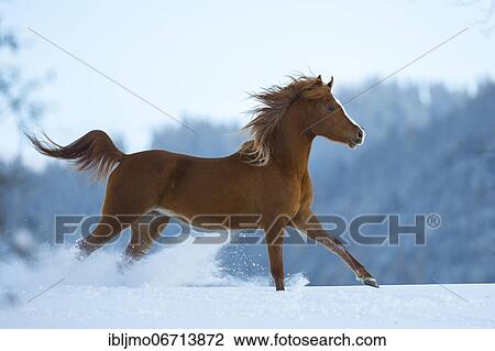 Young Arabian chestnut mare galloping through the snow, Austria, Europe View Large Photo Image Stock Image - Young Arabian chestnut mare galloping through the snow, Austria, Europe. Fotosearch