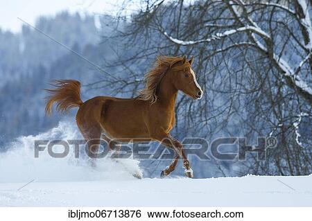 Young Arabian chestnut mare galloping through the snow, Austria, Europe View Large Photo Image Stock Photograph - Young Arabian chestnut mare galloping through the snow, Austria, Europe. Fotosearch