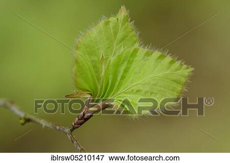 Young beech leaves (Fagus sylvatica), Jasmund National Park, Rügen, Mecklenburg-Vorpommern, Germany, Europe View Large Photo Image Stock Photo - Young beech leaves (Fagus sylvatica), Jasmund National Park, Rügen, Mecklenburg-Vorpommern, Germany, Europe. Fotosearch