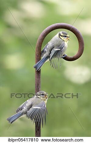 Stock Image - Young blue tits (Parus caeruleus), Lower Saxony, Germany, Europe. Fotosearch