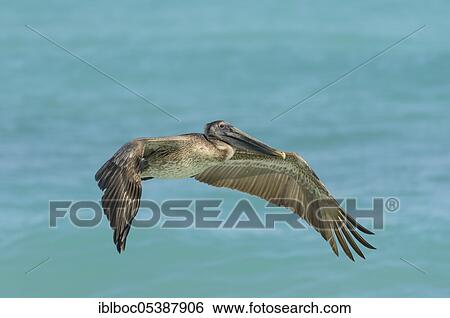 Young brown pelican (Pelecanus occidentalis), Varadero beach, Cuba, Central America View Large Photo Image Stock Photograph - Young brown pelican (Pelecanus occidentalis), Varadero beach, Cuba, Central America. Fotosearch