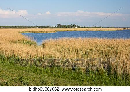 Zingst, Bodden, Mecklenburg-Western Pomerania, Germany, Europe View Large Photo Image Stock Image - Zingst, Bodden, Mecklenburg-Western Pomerania, Germany, Europe. Fotosearch