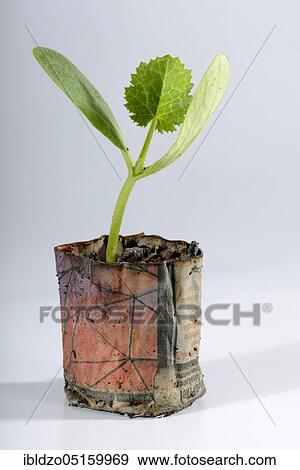 Zucchini, seedling in paper pot (Cucurbita pepo) View Large Photo Image Stock Photo - Zucchini, seedling in paper pot (Cucurbita pepo). Fotosearch