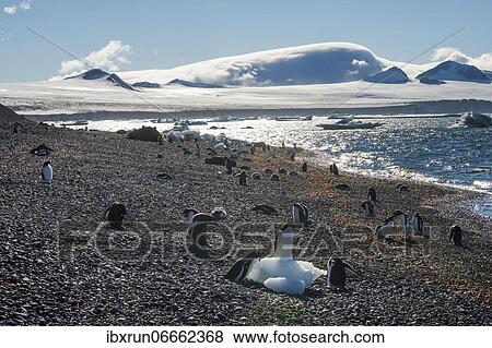 Adelie and Gentoo penguins, Brown Bluff, Tabarin Peninsula, Antarctica View Large Photo Image Stock Photo - Adelie and Gentoo penguins, Brown Bluff, Tabarin Peninsula, Antarctica. Fotosearch