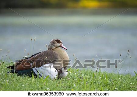 Stock Image - Adult Egyptian goose (Alopochen aegyptiacus) with chicks on the bank, North Hesse, Hesse. Fotosearch