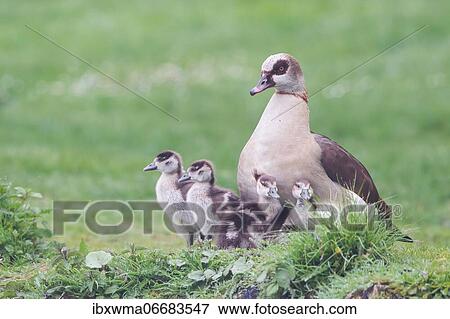 Stock Photo - Adult Egyptian Goose (Alopochen aegyptiacus) with chicks, North Hesse, Hesse, Germany, Europe. Fotosearch