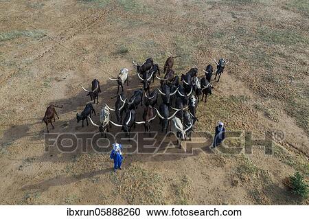 Aerial view, Cattle herders with herd of cattle, Fula people, Niger, Africa View Large Photo Image Stock Image - Aerial view, Cattle herders with herd of cattle, Fula people, Niger, Africa. Fotosearch