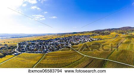 Aerial view, golden vineyards in autumn from above, Rheingau, region, Östrich, Winkel, Hallgarten, Hesse, Germany, Europe View Large Photo Image Picture - Aerial view, golden vineyards in autumn from above, Rheingau, region, Östrich, Winkel, Hallgarten, Hesse, Germany, Europe. Fotosearch