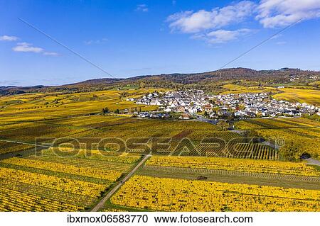 Aerial view, golden vineyards in autumn from above, Rheingau, region, Östrich, Winkel, Hallgarten, Hesse, Germany, Europe View Large Photo Image Stock Image - Aerial view, golden vineyards in autumn from above, Rheingau, region, Östrich, Winkel, Hallgarten, Hesse, Germany, Europe. Fotosearch