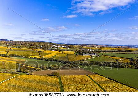 Aerial view, golden vineyards in autumn from above, Rheingau, region, Östrich, Winkel, Hallgarten, Hesse, Germany, Europe View Large Photo Image Stock Image - Aerial view, golden vineyards in autumn from above, Rheingau, region, Östrich, Winkel, Hallgarten, Hesse, Germany, Europe. Fotosearch