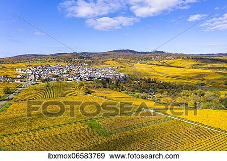 Aerial view, golden vineyards in autumn from above, Rheingau, region, Östrich, Winkel, Hallgarten, Hesse, Germany, Europe View Large Photo Image Stock Photo - Aerial view, golden vineyards in autumn from above, Rheingau, region, Östrich, Winkel, Hallgarten, Hesse, Germany, Europe. Fotosearch
