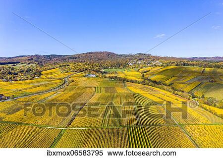 Aerial view, golden vineyards in autumn from above, Rheingau, region, Östrich, Winkel, Hallgarten, Hesse, Germany, Europe View Large Photo Image Stock Photography - Aerial view, golden vineyards in autumn from above, Rheingau, region, Östrich, Winkel, Hallgarten, Hesse, Germany, Europe. Fotosearch