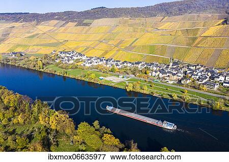 Aerial view, vineyards in autumn, Graach, Bernkastel-Kues region, Moselle, Rhineland-Palatinate, Germany, Europe View Large Photo Image Stock Photo - Aerial view, vineyards in autumn, Graach, Bernkastel-Kues region, Moselle, Rhineland-Palatinate, Germany, Europe. Fotosearch