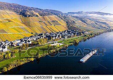 Aerial view, vineyards in autumn, Graach, Bernkastel-Kues region, Moselle, Rhineland-Palatinate, Germany, Europe View Large Photo Image Stock Photo - Aerial view, vineyards in autumn, Graach, Bernkastel-Kues region, Moselle, Rhineland-Palatinate, Germany, Europe. Fotosearch