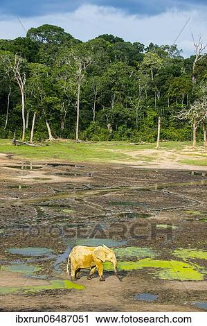 African forest elephant (Loxodonta cyclotis), Dzanga Bai, Unesco world heritage sight Dzanga-Sangha Special Reserve, Central African Republic, Africa View Large Photo Image Stock Image - African forest elephant (Loxodonta cyclotis), Dzanga Bai, Unesco world heritage sight Dzanga-Sangha Special Reserve, Central African Republic, Africa. Fotosearch
