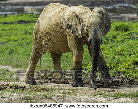 African forest elephant (Loxodonta cyclotis), Dzanga Bai, Unesco world heritage sight Dzanga-Sangha Special Reserve, Central African Republic, Africa View Large Photo Image Stock Photo - African forest elephant (Loxodonta cyclotis), Dzanga Bai, Unesco world heritage sight Dzanga-Sangha Special Reserve, Central African Republic, Africa. Fotosearch