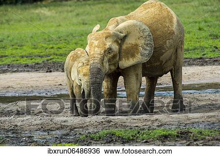 African forest elephant (Loxodonta cyclotis) with baby, Dzanga Bai, Unesco world heritage sight Dzanga-Sangha Special Reserve, Central African Republic, Africa View Large Photo Image Stock Photograph - African forest elephant (Loxodonta cyclotis) with baby, Dzanga Bai, Unesco world heritage sight Dzanga-Sangha Special Reserve, Central African Republic, Africa. Fotosearch