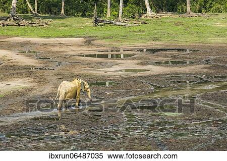 Stock Photography - African forest elephant (Loxodonta cyclotis), Dzanga Bai, Unesco world heritage sight Dzanga-Sangha Special Reserve, Central African Republic, Africa. Fotosearch