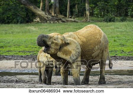 African forest elephants (Loxodonta cyclotis) at Dzanga Bai, Unesco world heritage sight Dzanga-Sangha Special Reserve, Central African Republic, Africa View Large Photo Image Picture - African forest elephants (Loxodonta cyclotis) at Dzanga Bai, Unesco world heritage sight Dzanga-Sangha Special Reserve, Central African Republic, Africa. Fotosearch