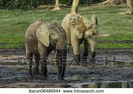 Picture - African forest elephants (Loxodonta cyclotis) at Dzanga Bai, Unesco world heritage sight Dzanga-Sangha Special Reserve, Central African. Fotosearch