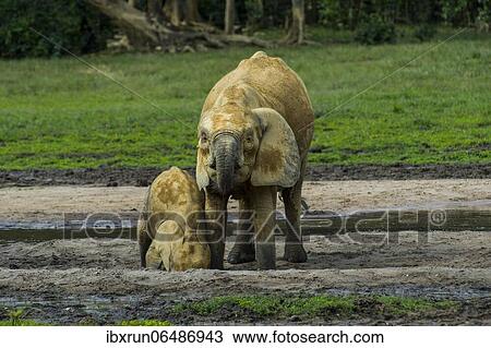 African forest elephants (Loxodonta cyclotis) at Dzanga Bai, Unesco world heritage sight Dzanga-Sangha Special Reserve, Central African View Large Photo Image Stock Image - African forest elephants (Loxodonta cyclotis) at Dzanga Bai, Unesco world heritage sight Dzanga-Sangha Special Reserve, Central African. Fotosearch
