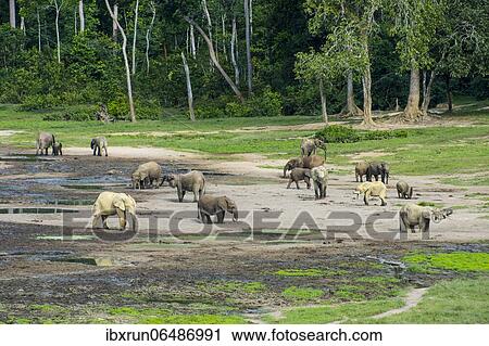African forest elephants (Loxodonta cyclotis) at Dzanga Bai, Unesco world heritage sight Dzanga-Sangha Special Reserve, Central African View Large Photo Image Stock Image - African forest elephants (Loxodonta cyclotis) at Dzanga Bai, Unesco world heritage sight Dzanga-Sangha Special Reserve, Central African. Fotosearch