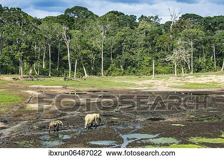 African forest elephants (Loxodonta cyclotis) at Dzanga Bai, Unesco world heritage sight Dzanga-Sangha Special Reserve, Central African Republic, Africa View Large Photo Image Stock Image - African forest elephants (Loxodonta cyclotis) at Dzanga Bai, Unesco world heritage sight Dzanga-Sangha Special Reserve, Central African Republic, Africa. Fotosearch