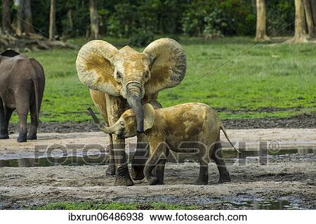 African forest elephants (Loxodonta cyclotis) at Dzanga Bai, Unesco world heritage sight Dzanga-Sangha Special Reserve, Central African View Large Photo Image Stock Photo - African forest elephants (Loxodonta cyclotis) at Dzanga Bai, Unesco world heritage sight Dzanga-Sangha Special Reserve, Central African. Fotosearch