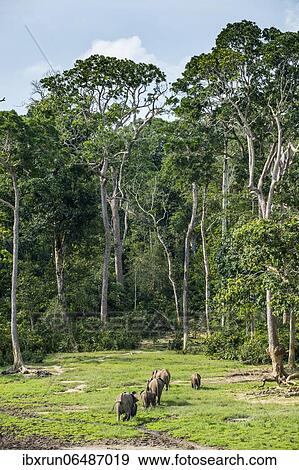 African forest elephants (Loxodonta cyclotis) at Dzanga Bai, Unesco world heritage sight Dzanga-Sangha Special Reserve, Central African Republic, Africa View Large Photo Image Stock Photo - African forest elephants (Loxodonta cyclotis) at Dzanga Bai, Unesco world heritage sight Dzanga-Sangha Special Reserve, Central African Republic, Africa. Fotosearch