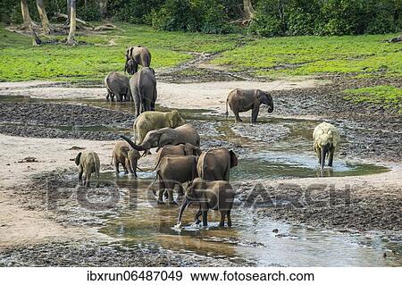 African forest elephants (Loxodonta cyclotis) at Dzanga Bai, Unesco world heritage sight Dzanga-Sangha Special Reserve, Central African View Large Photo Image Stock Photo - African forest elephants (Loxodonta cyclotis) at Dzanga Bai, Unesco world heritage sight Dzanga-Sangha Special Reserve, Central African. Fotosearch