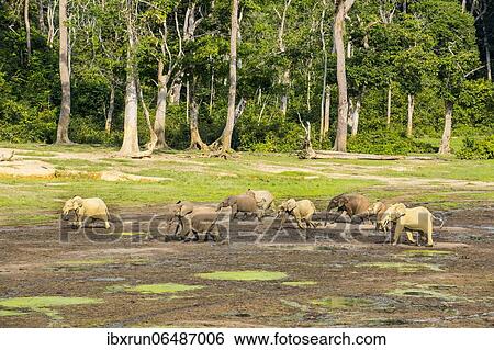 African forest elephants (Loxodonta cyclotis) at Dzanga Bai, Unesco world heritage sight Dzanga-Sangha Special Reserve, Central African View Large Photo Image Stock Photograph - African forest elephants (Loxodonta cyclotis) at Dzanga Bai, Unesco world heritage sight Dzanga-Sangha Special Reserve, Central African. Fotosearch