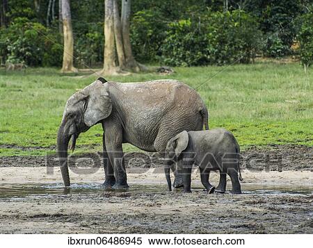 African forest elephants (Loxodonta cyclotis) at Dzanga Bai, Unesco world heritage sight Dzanga-Sangha Special Reserve, Central African View Large Photo Image Stock Photography - African forest elephants (Loxodonta cyclotis) at Dzanga Bai, Unesco world heritage sight Dzanga-Sangha Special Reserve, Central African. Fotosearch