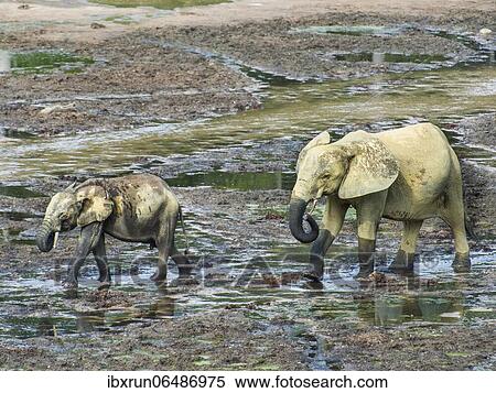 African forest elephants (Loxodonta cyclotis) at Dzanga Bai, Unesco world heritage sight Dzanga-Sangha Special Reserve, Central African View Large Photo Image Stock Photography - African forest elephants (Loxodonta cyclotis) at Dzanga Bai, Unesco world heritage sight Dzanga-Sangha Special Reserve, Central African. Fotosearch