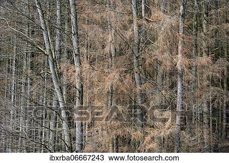 Alders (Alnus) among dead spruce (Picea abies), bark beetle infestation and drought, Arnsberger Wald nature park Park, North Rhine-Westphalia, Germany, Europe View Large Photo Image Stock Image - Alders (Alnus) among dead spruce (Picea abies), bark beetle infestation and drought, Arnsberger Wald nature park Park, North Rhine-Westphalia, Germany, Europe. Fotosearch