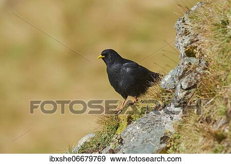 Alpine chough (Pyrrhocorax graculus), High Tauern National Park, Austria, Europe View Large Photo Image Stock Photo - Alpine chough (Pyrrhocorax graculus), High Tauern National Park, Austria, Europe. Fotosearch