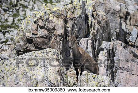 Alpine Ibex (Capra ibex) camouflaged in rock, Mont Blanc massif, Chamonix, France, Europe View Large Photo Image Stock Image - Alpine Ibex (Capra ibex) camouflaged in rock, Mont Blanc massif, Chamonix, France, Europe. Fotosearch