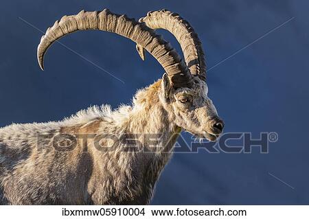 Alpine Ibex (Capra ibex), change of coat, Mont Blanc massif, Chamonix, France, Europe View Large Photo Image Picture - Alpine Ibex (Capra ibex), change of coat, Mont Blanc massif, Chamonix, France, Europe. Fotosearch