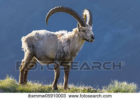 Alpine Ibex (Capra ibex), change of coat, Mont Blanc massif, Chamonix, France, Europe View Large Photo Image Stock Image - Alpine Ibex (Capra ibex), change of coat, Mont Blanc massif, Chamonix, France, Europe. Fotosearch