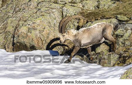 Stock Photograph - Alpine Ibex (Capra ibex) crossing snowfield, Mont Blanc massif, Chamonix, France, Europe. Fotosearch